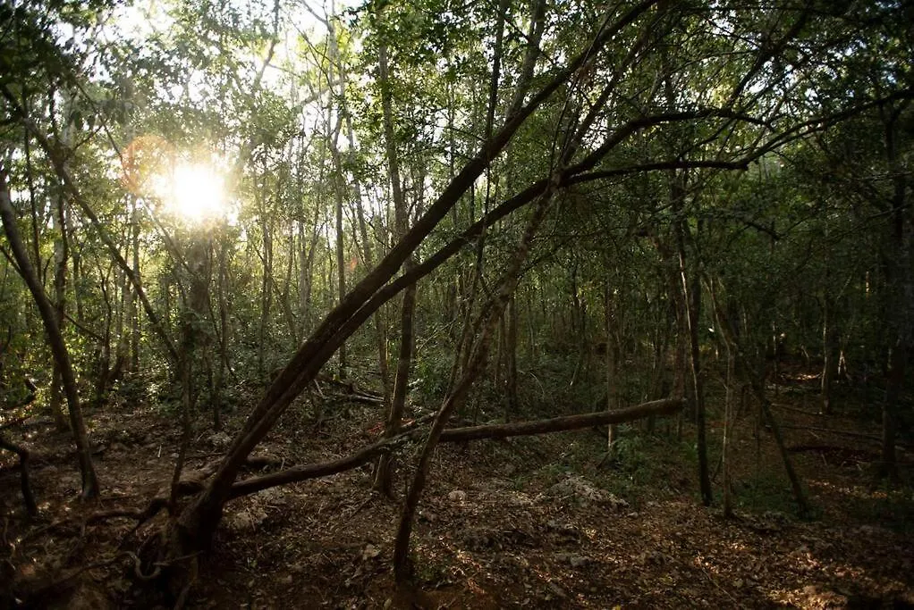 Villa Ojo De Arbol, Boutique Cabin In The Real Jungle Tulum